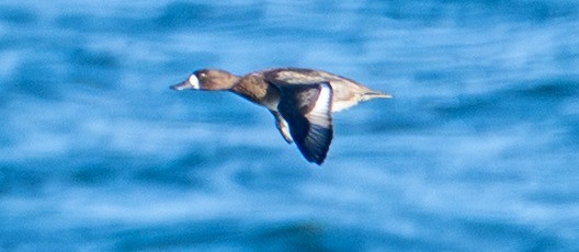 purpurhodeand - ML644551384