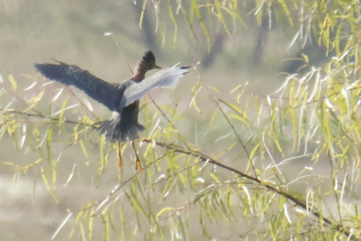 grønnrygghegre - ML644551385