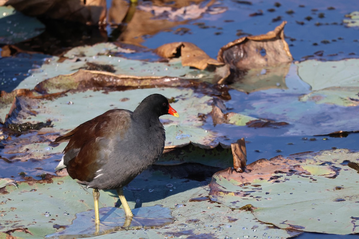 סופית אמריקנית - ML644551387
