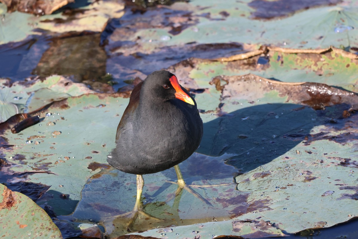 סופית אמריקנית - ML644551388