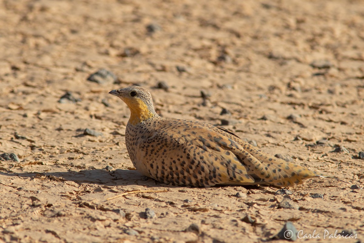 prikksandhøne - ML644551391