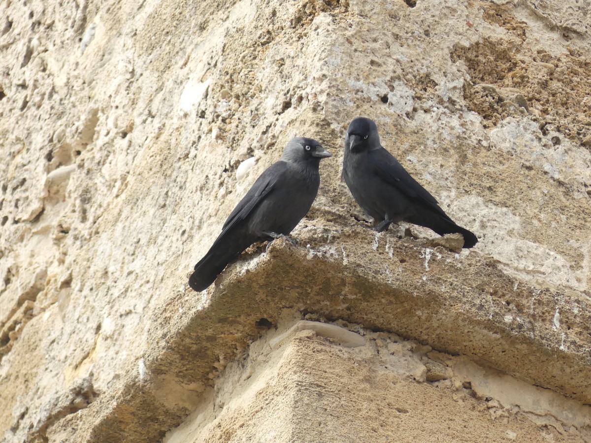 Eurasian Jackdaw - ML644551395