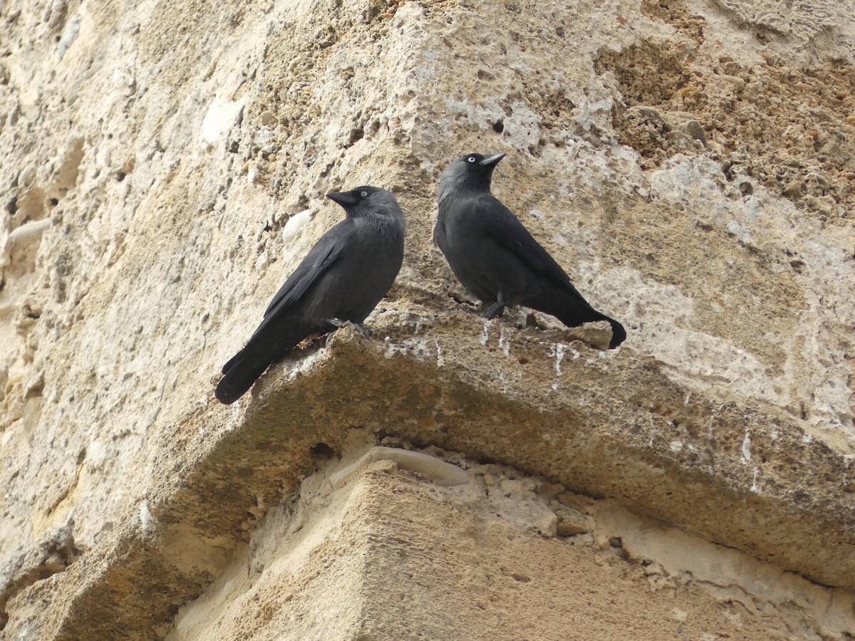 Eurasian Jackdaw - ML644551398