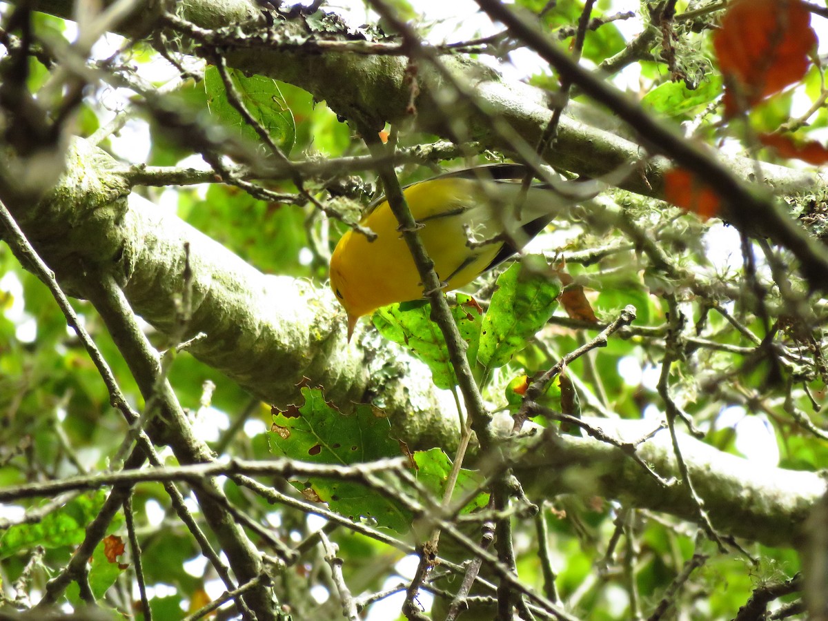 オウゴンアメリカムシクイ - ML644551399