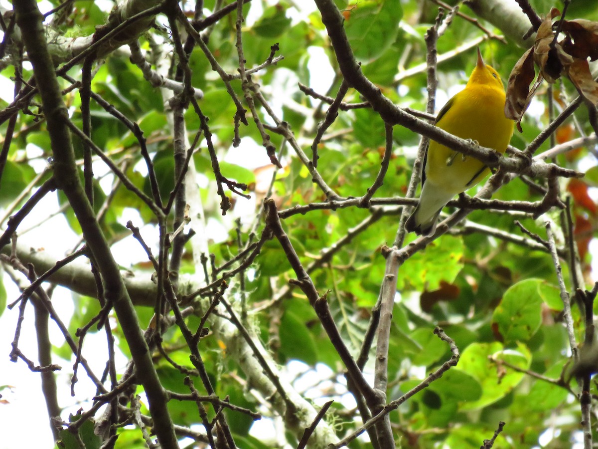 オウゴンアメリカムシクイ - ML644551400