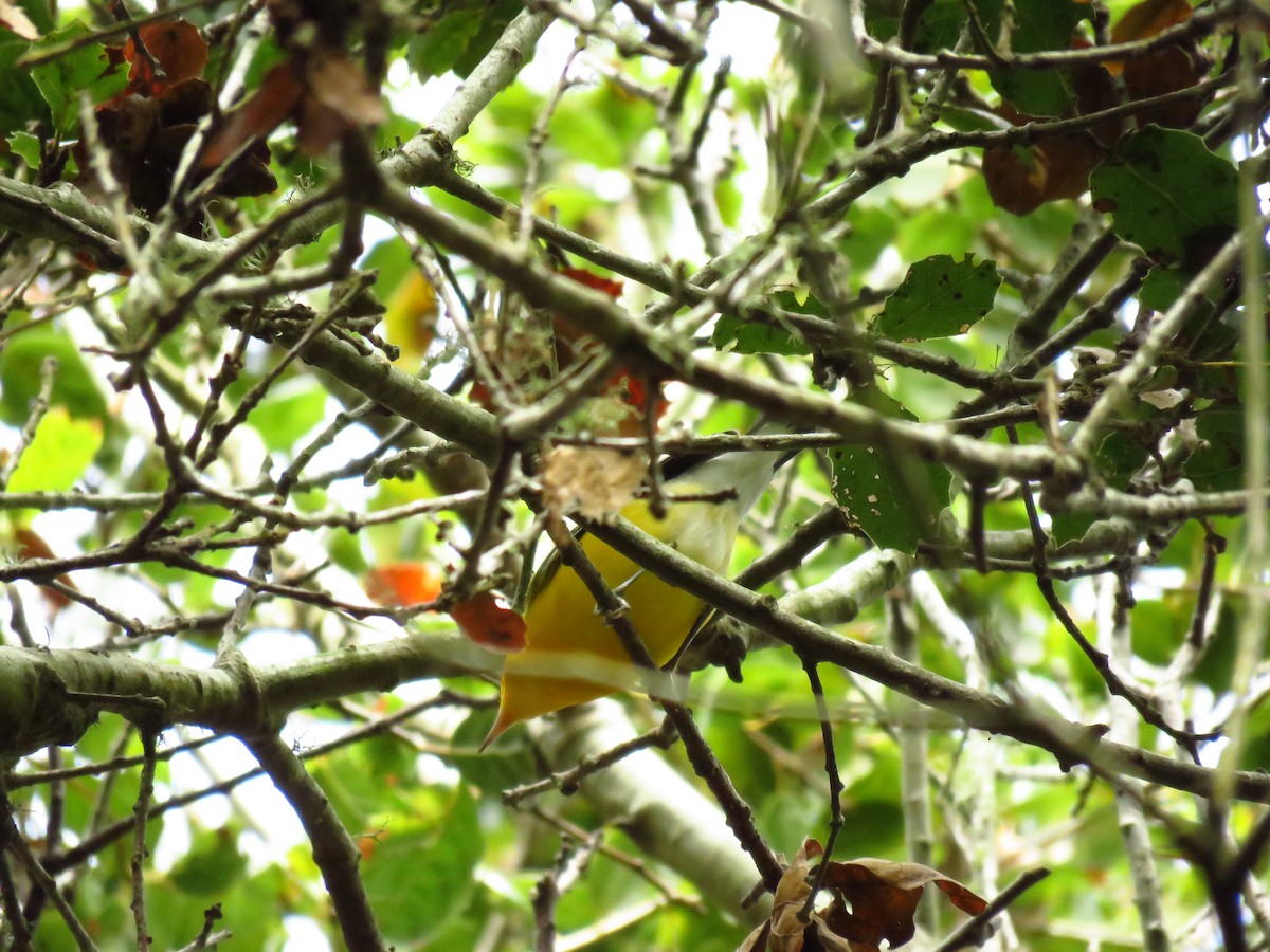 オウゴンアメリカムシクイ - ML644551401