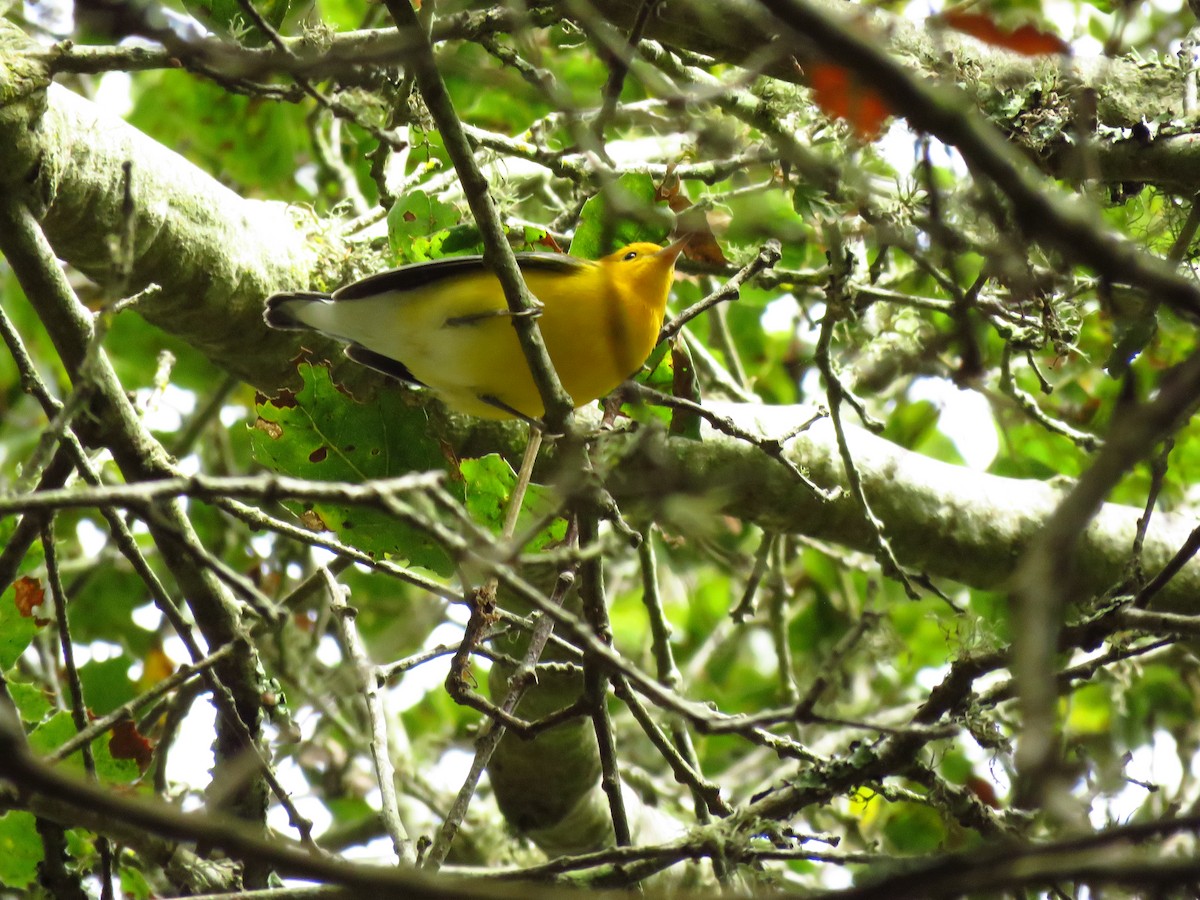 オウゴンアメリカムシクイ - ML644551404