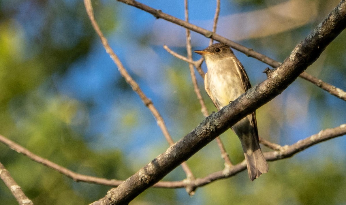 Hellbauch-Schnäppertyrann - ML644551405