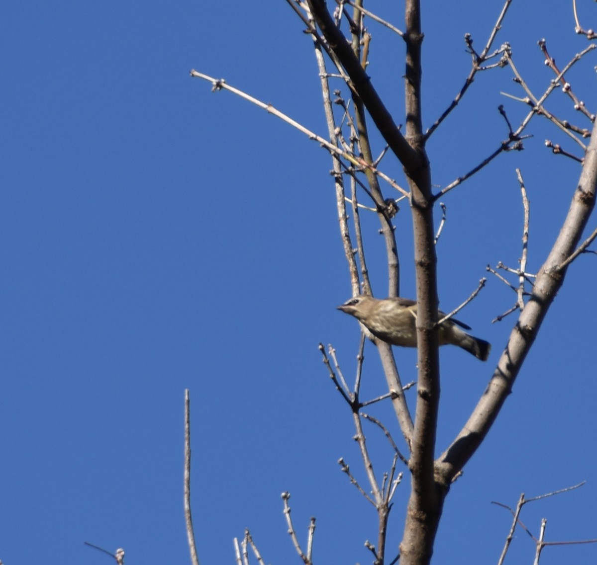 Cedar Waxwing - ML644551412