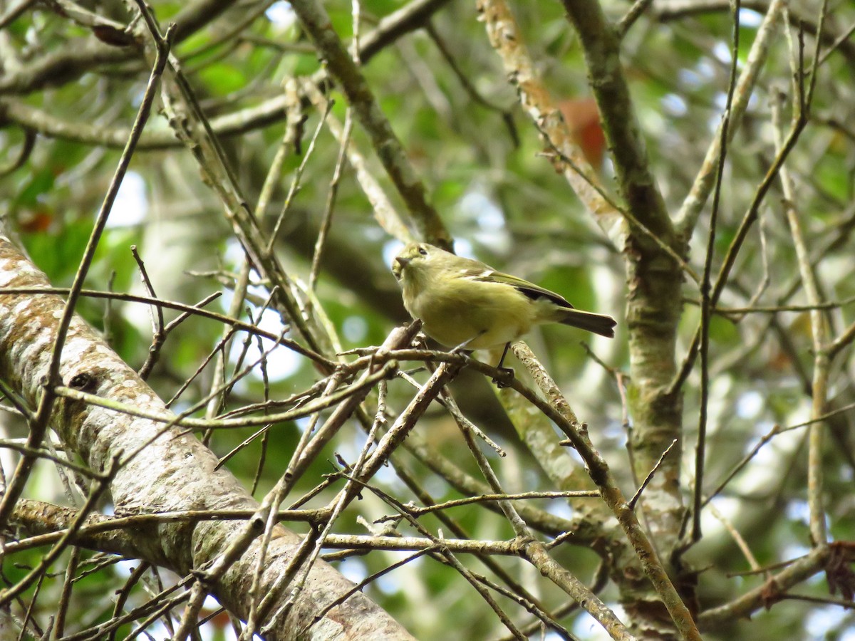 Золотомушка рубіновочуба - ML644551413