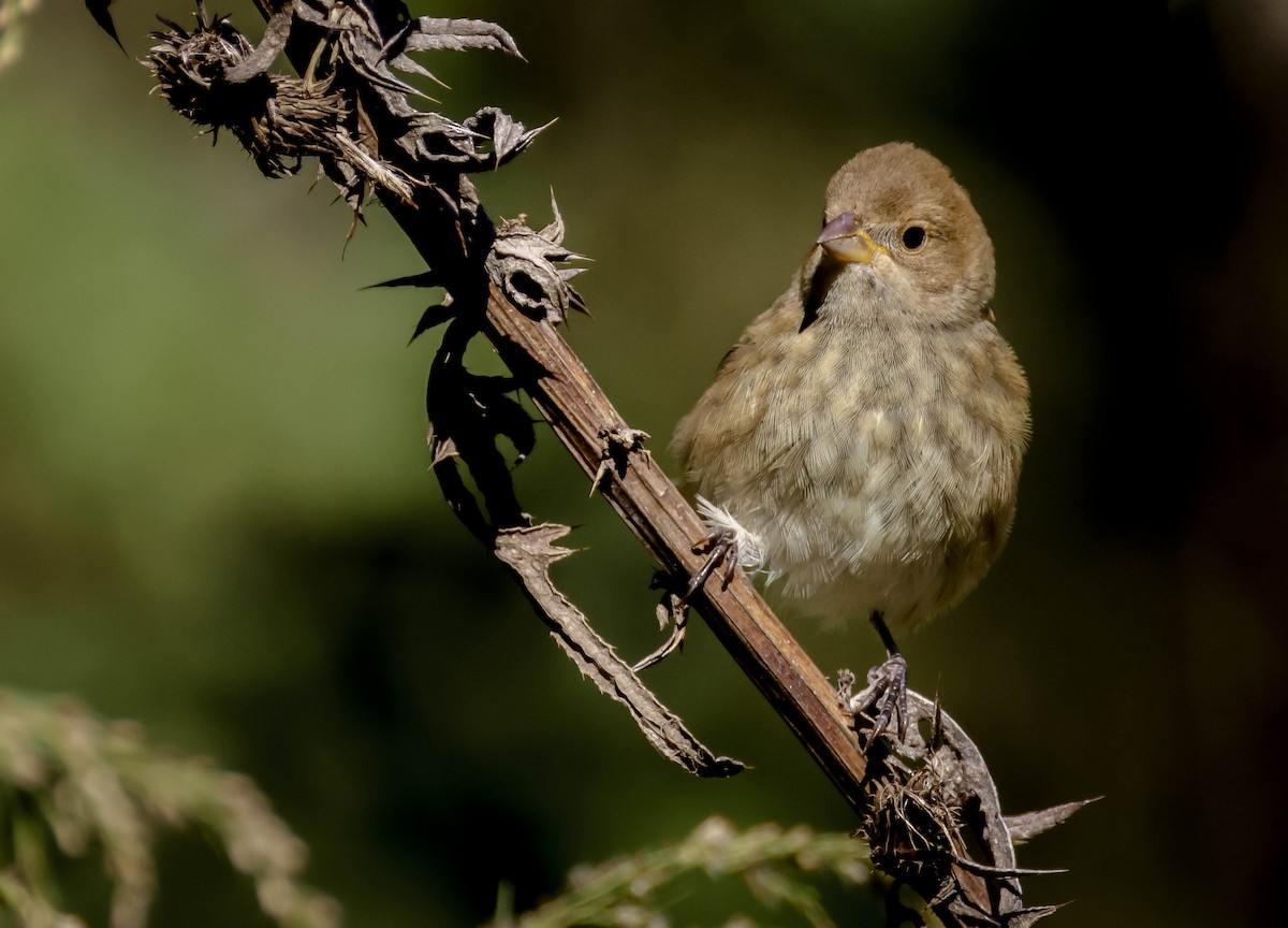 Indigo Bunting - ML644551414