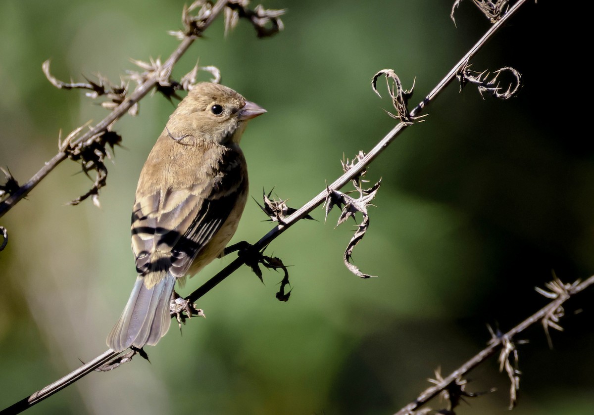 Indigo Bunting - ML644551415