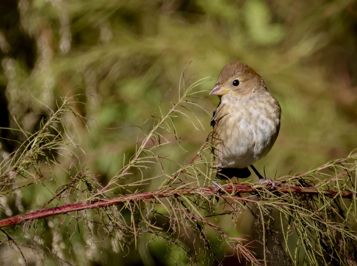 Indigo Bunting - ML644551416