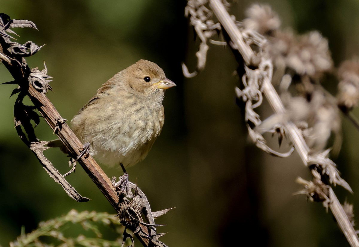 Indigo Bunting - ML644551417