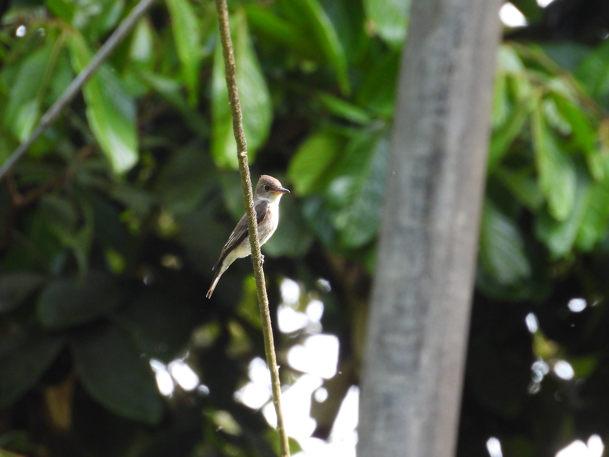 Hellbauch-Schnäppertyrann - ML644551420