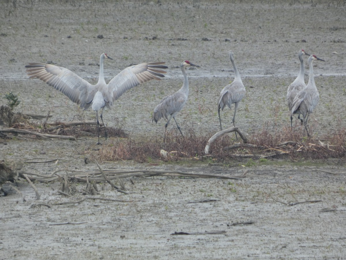 カナダヅル - ML644551428