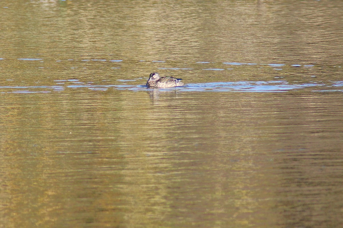 kachnička karolínská - ML644551433