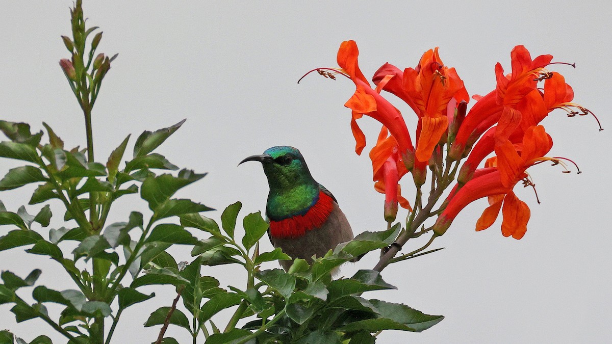 Southern Double-collared Sunbird - ML644551447