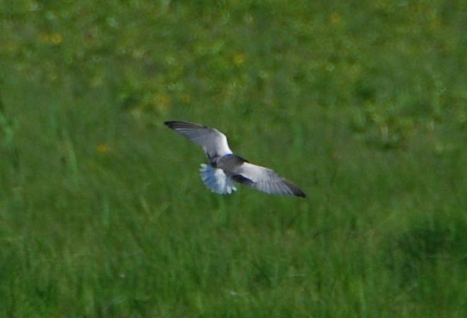 White-winged Tern - ML644551449