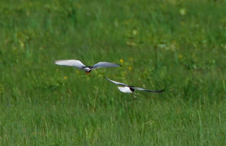 White-winged Tern - ML644551450