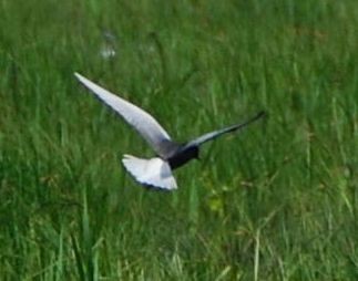 Буурал хараалай - ML644551451