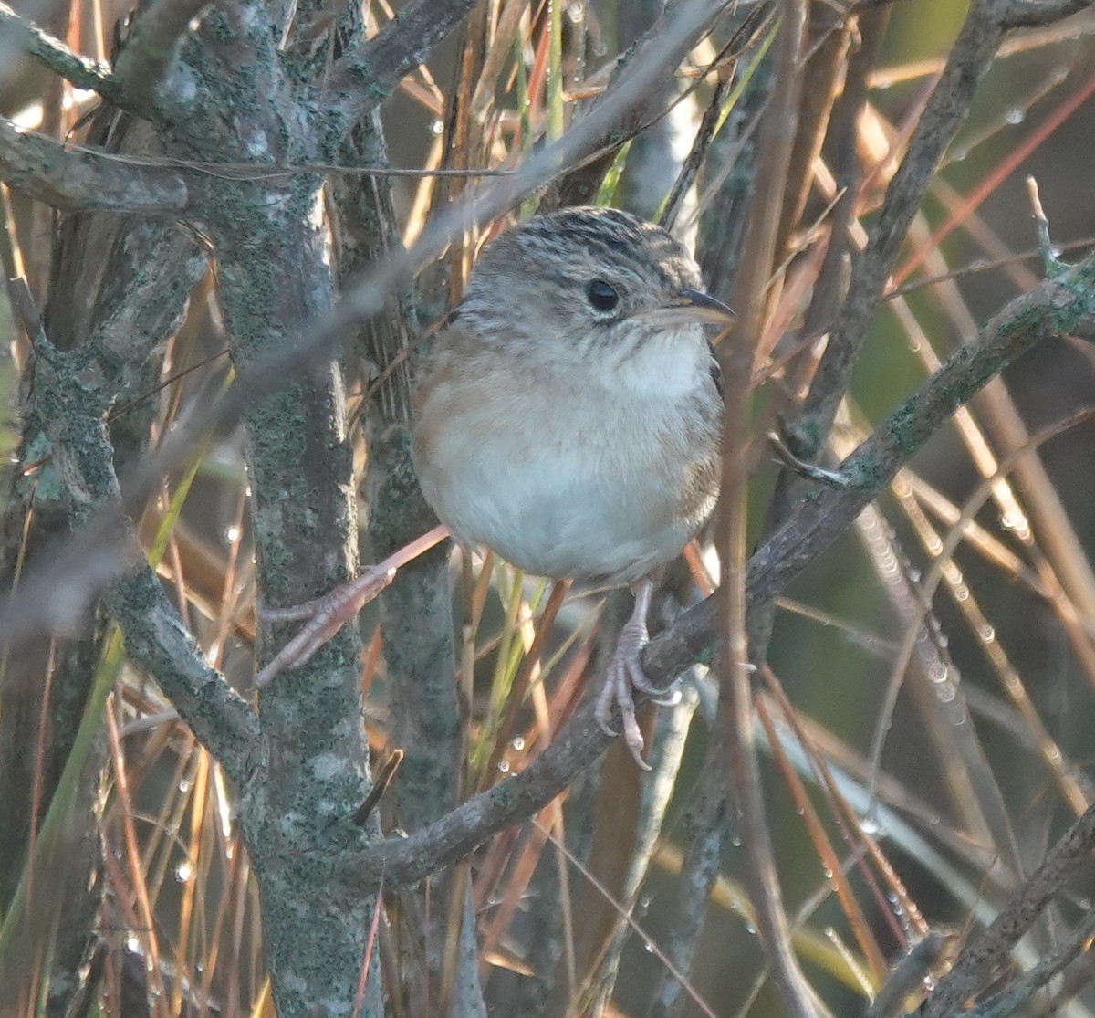 Sedge Wren - ML644551455
