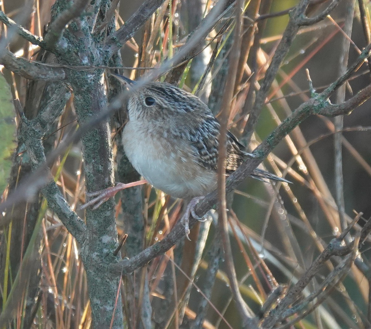 Sedge Wren - ML644551457