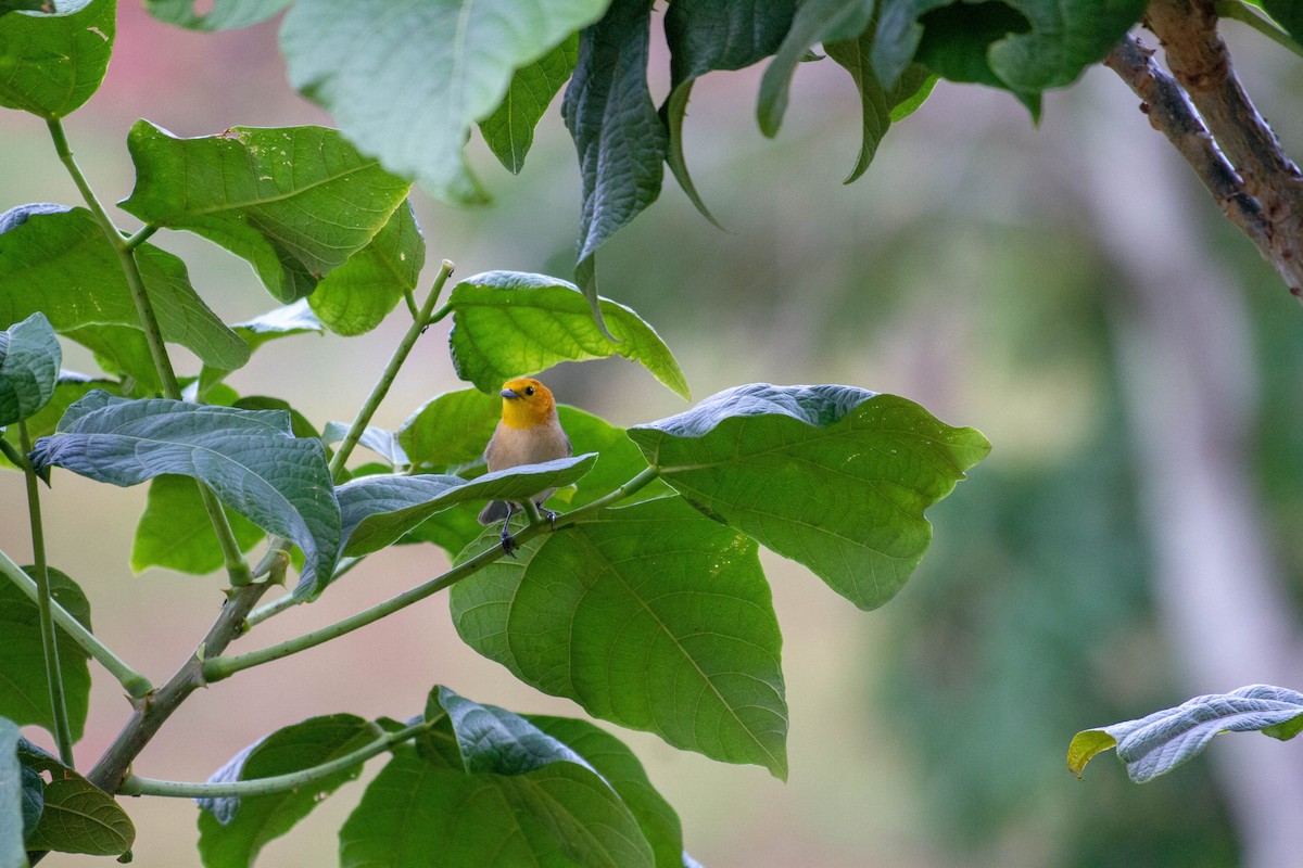 Orange-headed Tanager - ML644551458