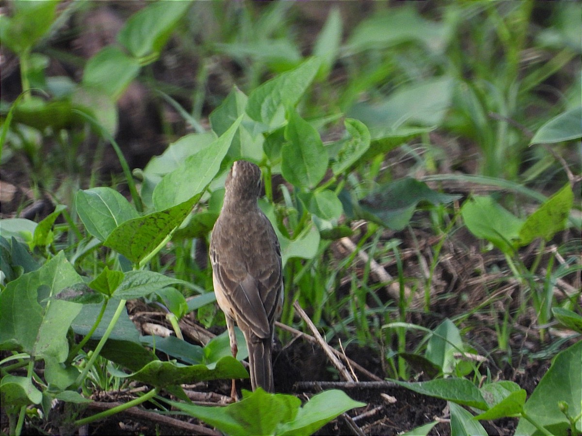 Plain-backed Pipit - ML644551460