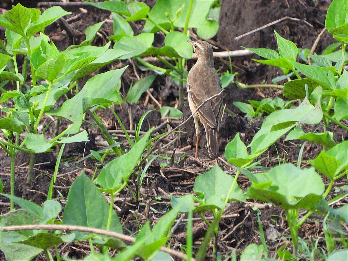 Plain-backed Pipit - ML644551462