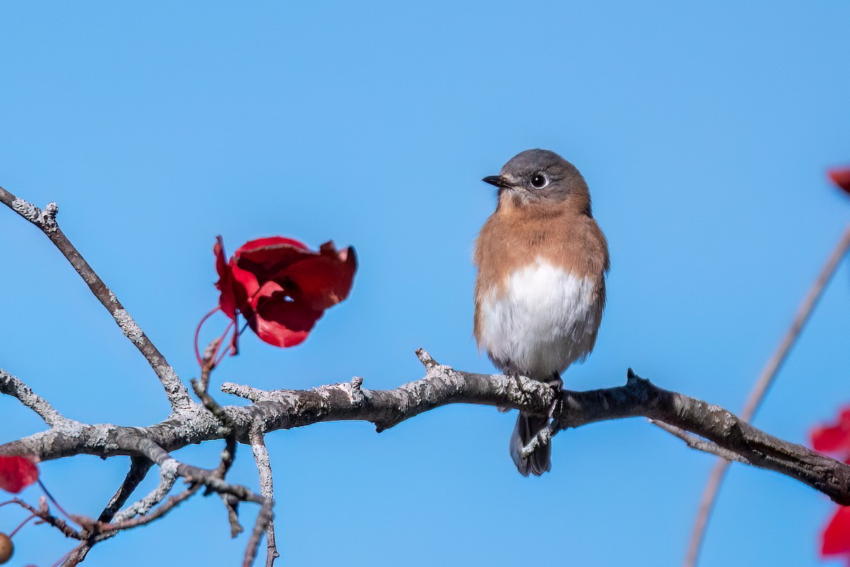Eastern Bluebird - ML644551464