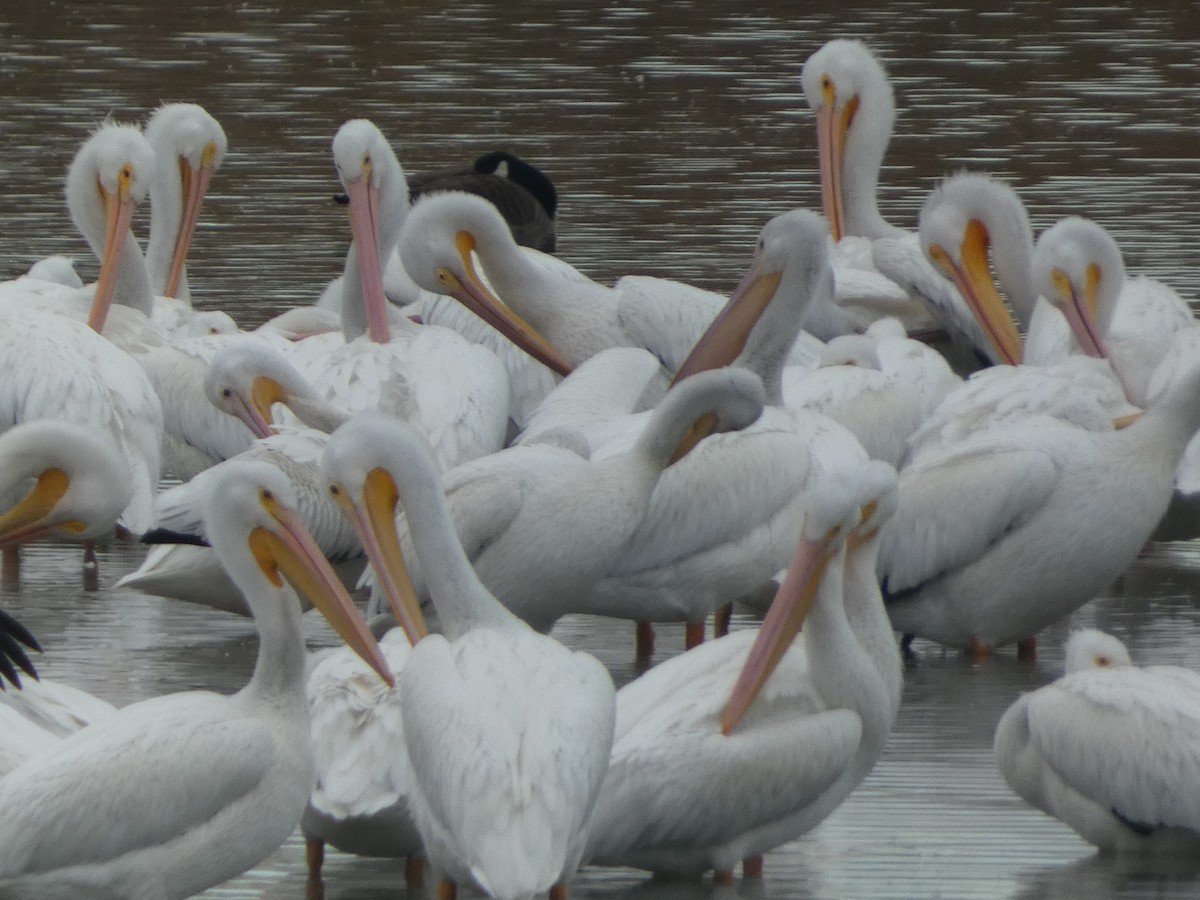 American White Pelican - ML644551465