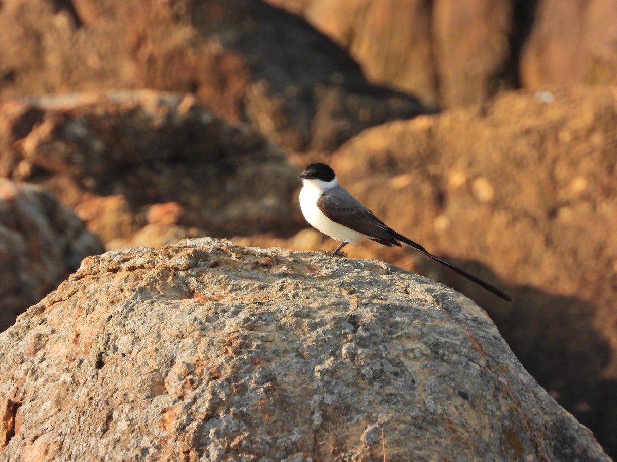 Fork-tailed Flycatcher - ML644551466