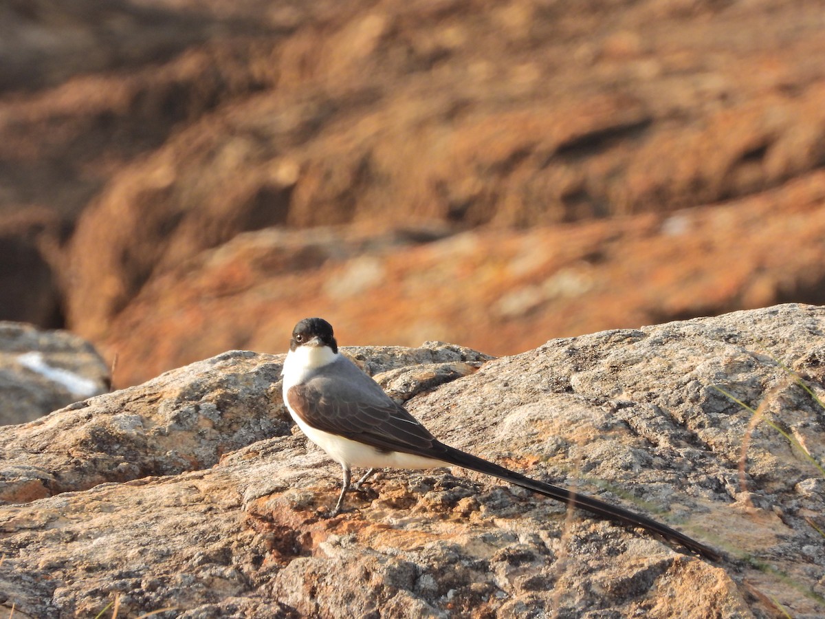 Fork-tailed Flycatcher - ML644551467