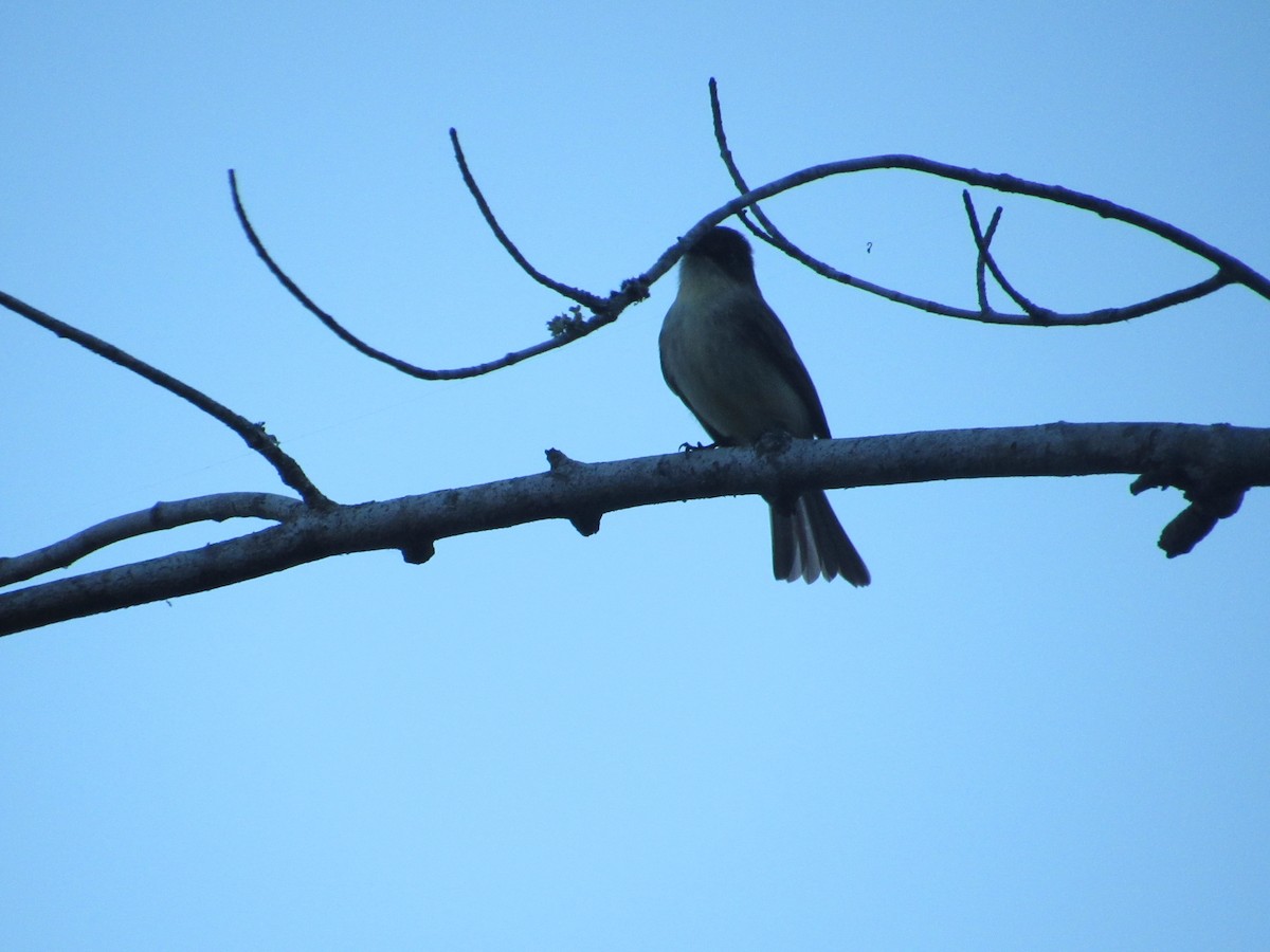 Eastern Phoebe - ML644551469