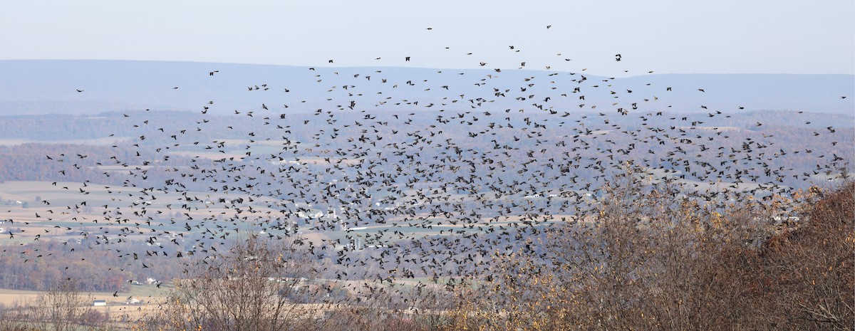 Common Grackle - ML644551471