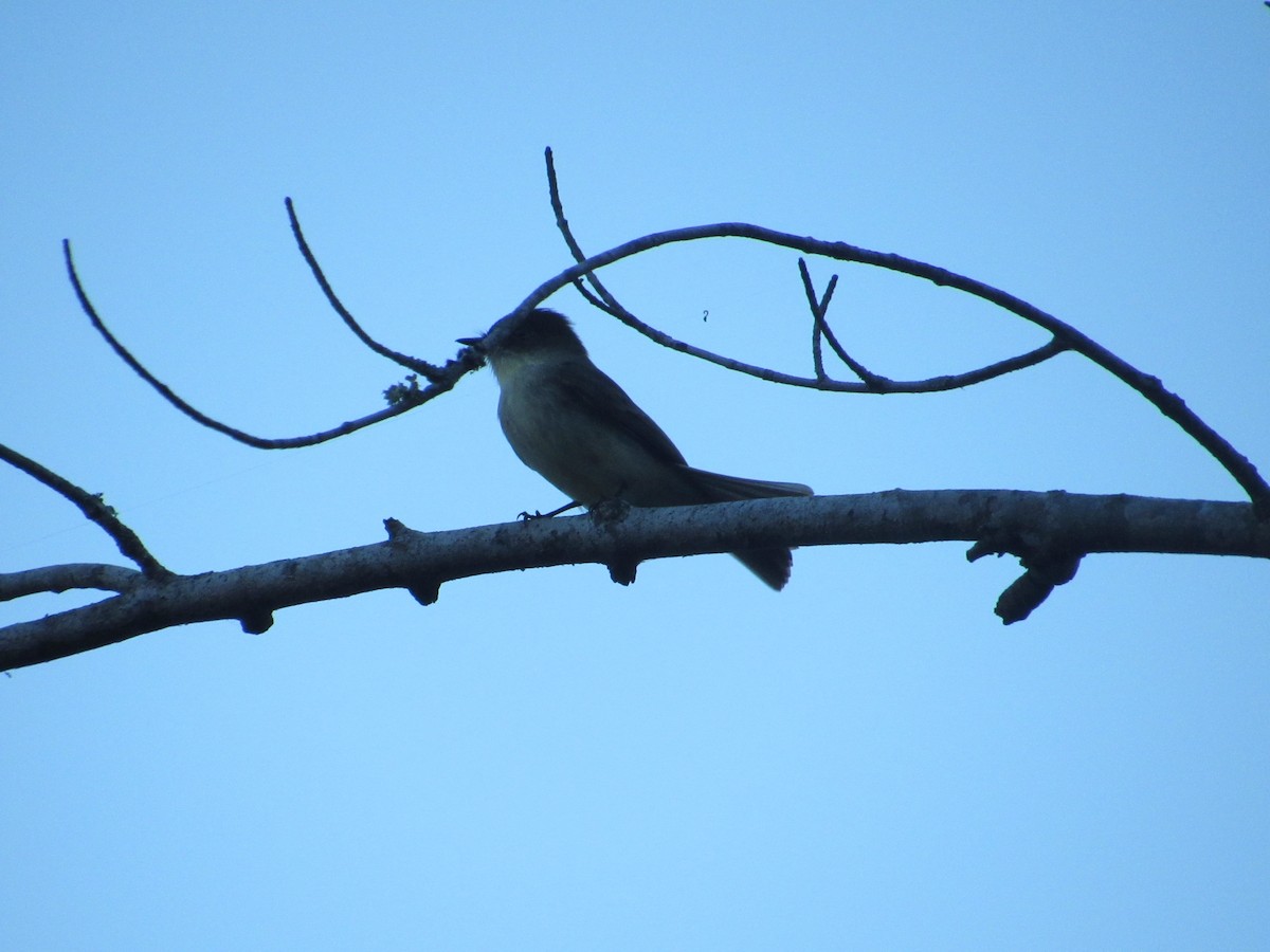 Eastern Phoebe - ML644551472