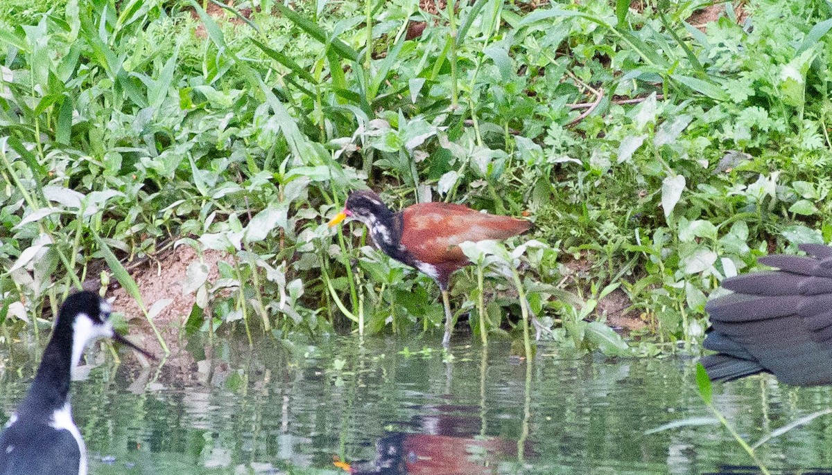 Wattled Jacana - ML644551473