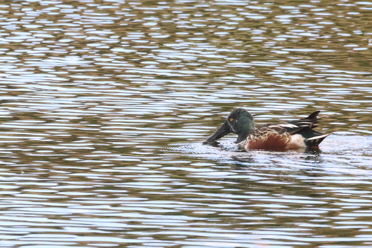 Халбага нугас - ML644551475