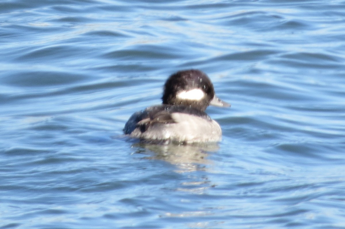 Bufflehead - ML644551476