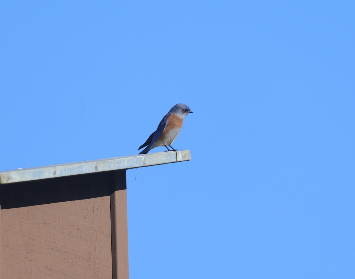 Western Bluebird - ML644551478