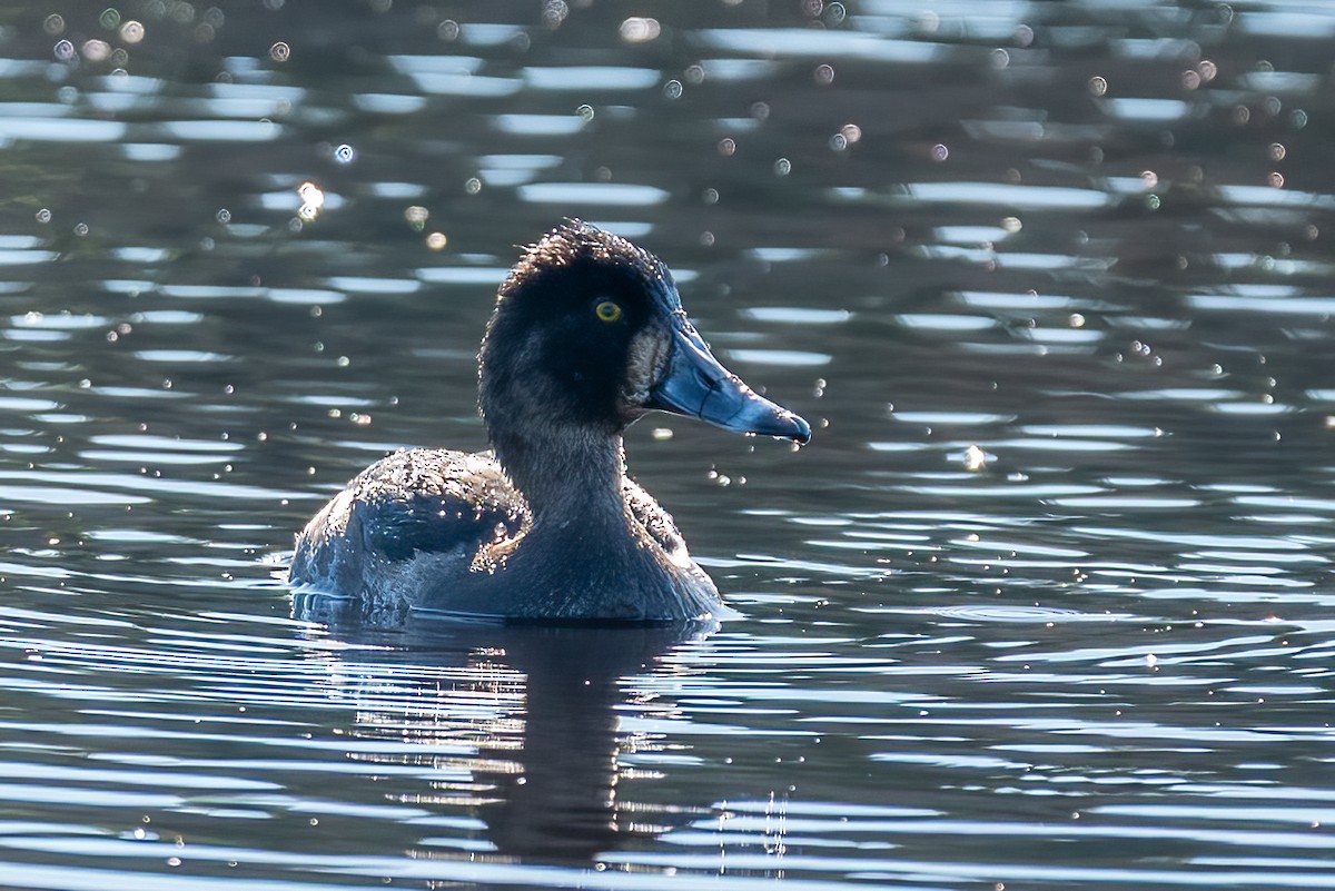 Ring-necked Duck - ML644551479