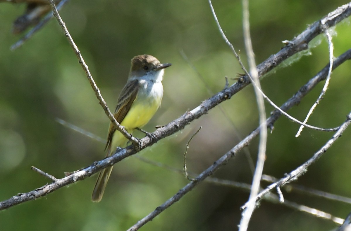 Dusky-capped Flycatcher - ML644551480