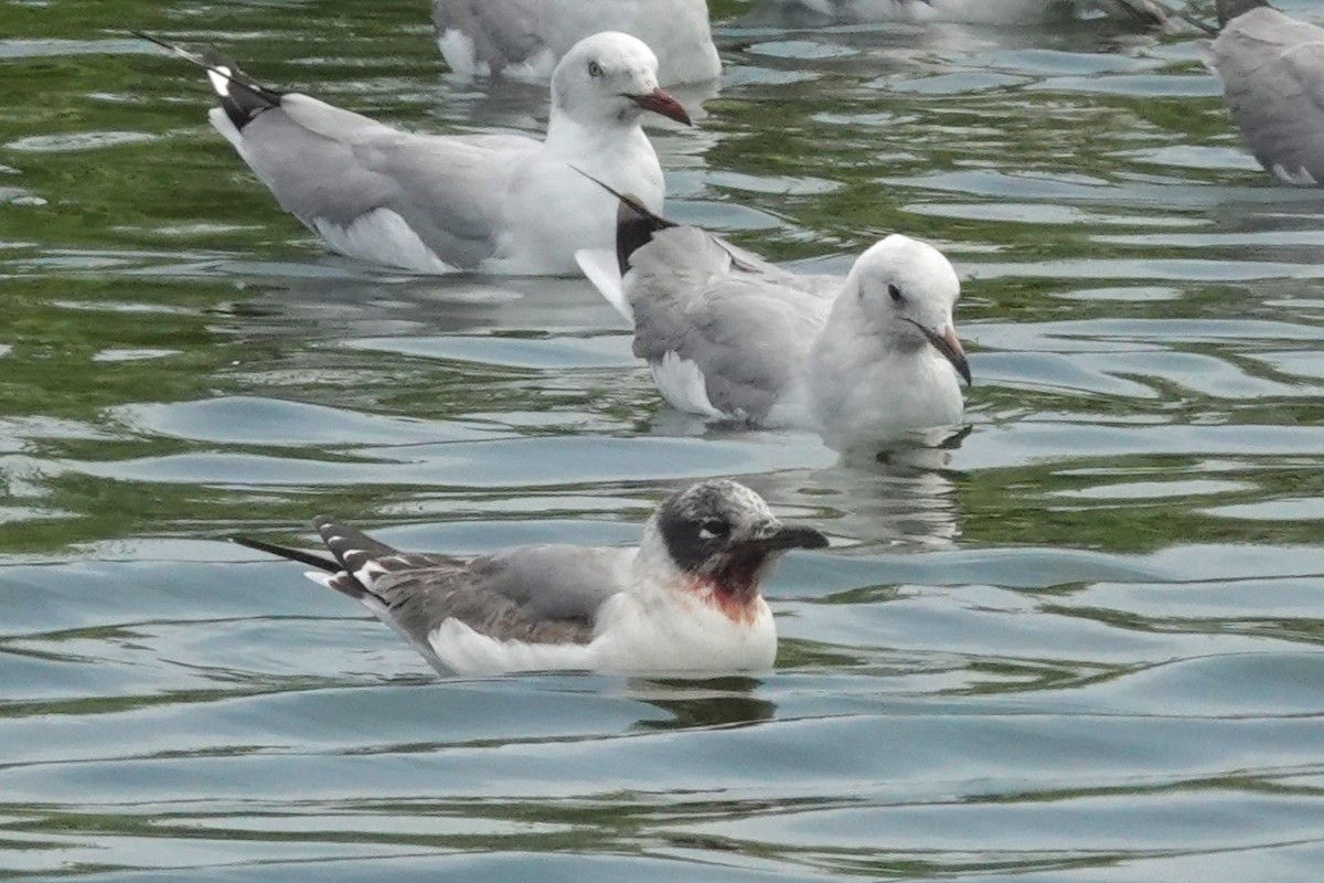 Franklin's Gull - ML644551481