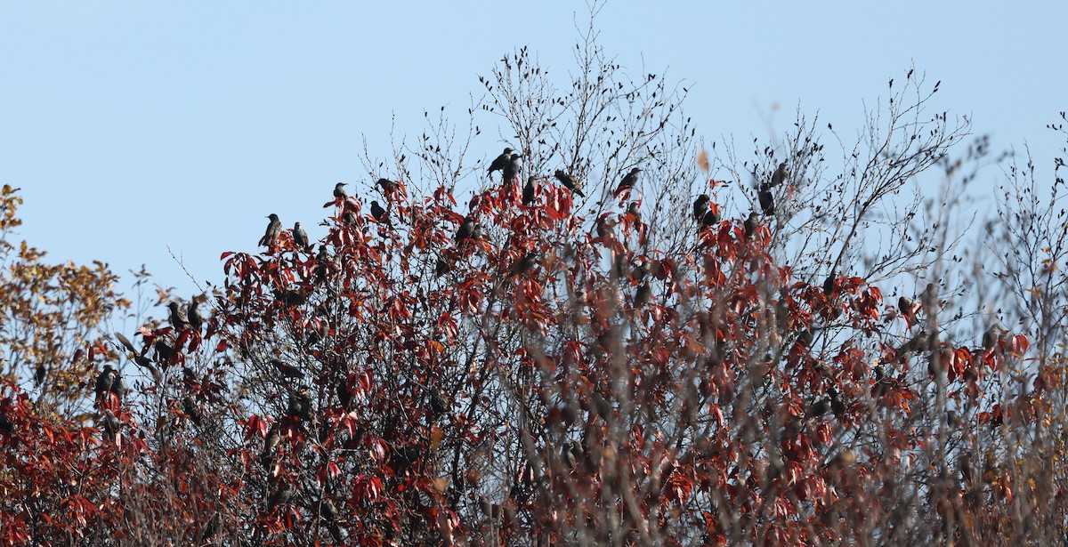 Хар тодол - ML644551483