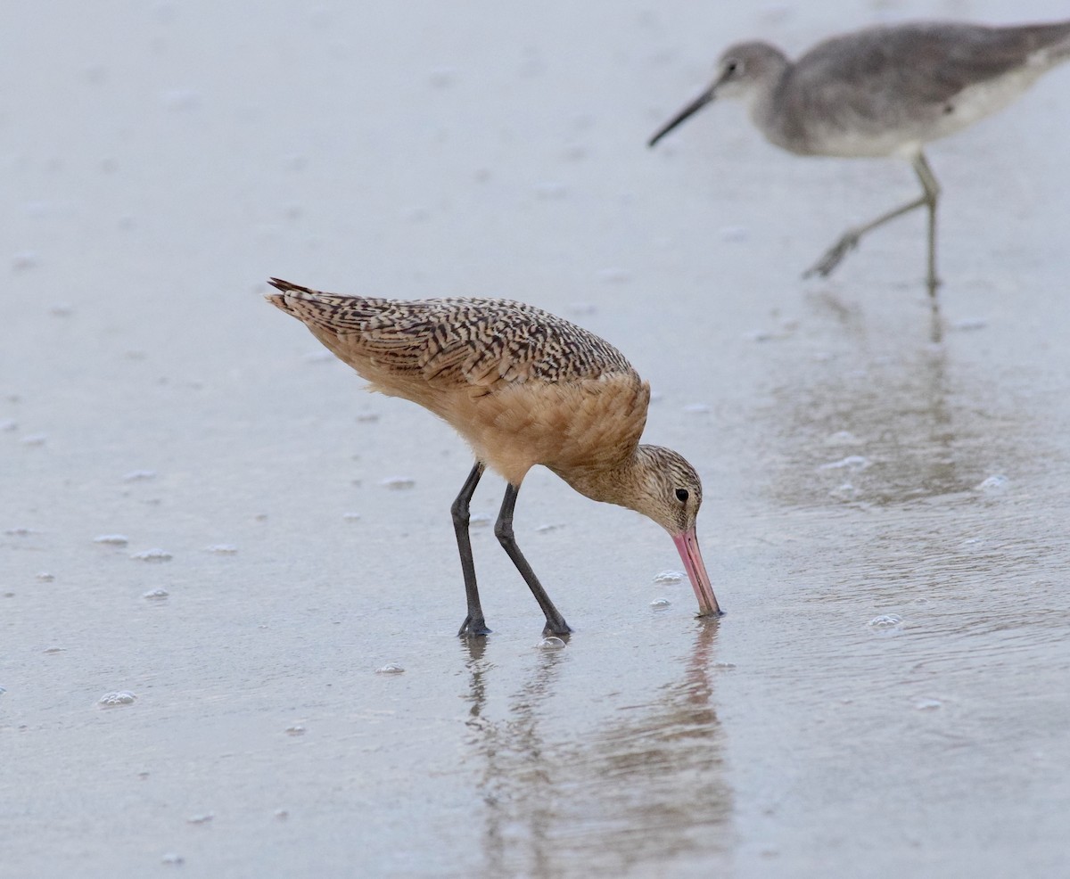 Marbled Godwit - ML644551484