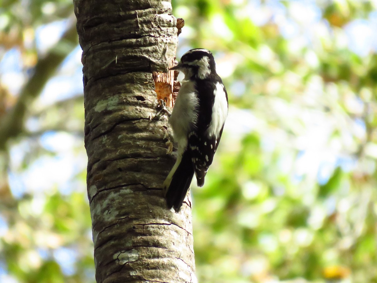 Downy Woodpecker (Pacific) - ML644551490