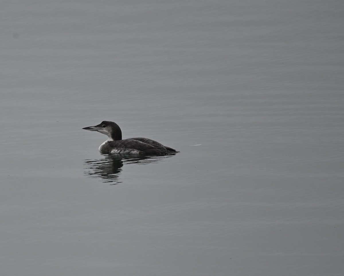 Common Loon - ML644551491
