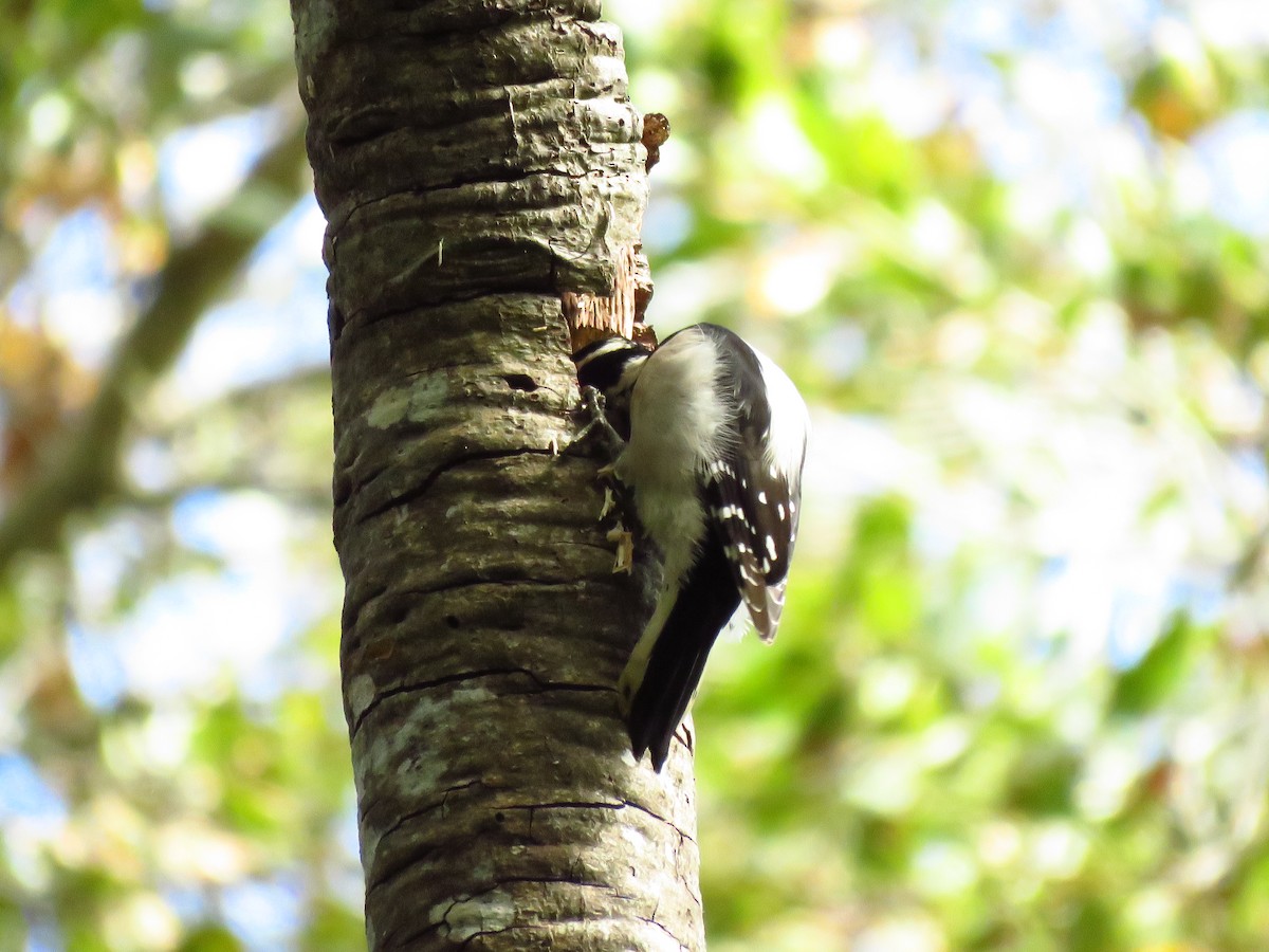 Downy Woodpecker (Pacific) - ML644551493