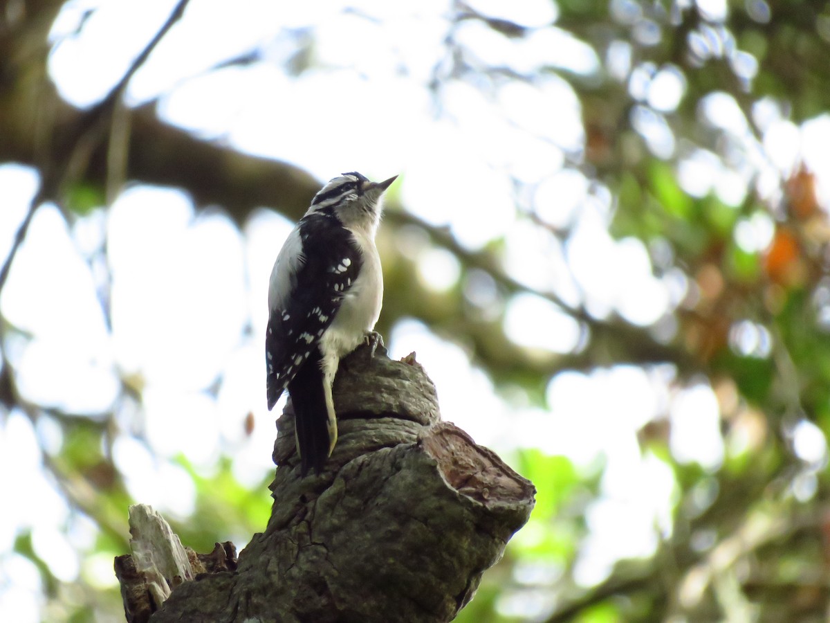Downy Woodpecker (Pacific) - ML644551494